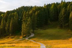 path_field_forest_192828_3840x2160